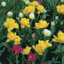 This plant has large flowers that look like water lilies and are pure white with a beautiful pink tinge to them. Beautifully Fragrant Tulips
