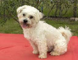 Maltipoo dogs for adoption near keller, texas, usa, page 1 (10 per page) puppyfinder.com is proud to be a part of the online adoption community. Pin On Dogs For Adoption