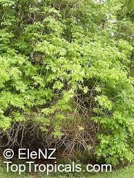 Image result for Markhamia zanzibarica