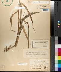 Image result for Panicum arcurameum