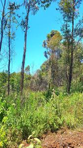 Image result for Protea gaguedi