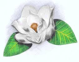 White Magnolia Drawing By Scarlett Royal Vintage hand drawn botanical illustrations. white magnolia by scarlett royal