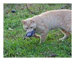 Your cat eating bird stock images are ready. Tag Archive For Cat Flyawayunlimited Com