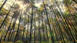 Gunung pinang yang yang rawan terhadap gangguan ini, tidak lepas dari lokasinya yang berada di tengah pemukiman penduduk dan terpisah dari pegunungan yang lain. Wahana Harga Tiket Gunung Pancar Bogor 2021