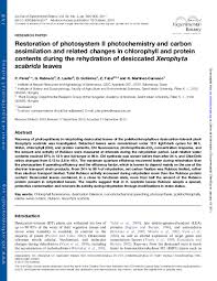 Image result for Xerophyta scabrida