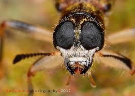 Nikon 105mm F 2 8 G Af S Vr Micro Nikkor Af S Vr Micro Nikkor 105mm F 2 8g If Ed Review Wtsell Lens Nikon Af S Vr Micro Nikkor 105mm F 2 8g If Ed Price S In 2020 Macro Lens Nikon Things To Sell