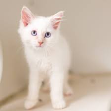 Providing second chances for animals each and every day. Ehpzuwf8fla 4m