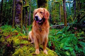 Our next litter of golden retrievers will be available for adoption starting june 2nd! Golden Retriever Golden Retriever Puppy Golden Retriever Dog Greenery Woodland Forest Moss Dog Photography Golden Retriever Dog Pictures Golden Retriever