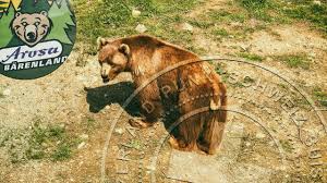 We did not find results for: Napa Im Barenland Von Arosa Barenpark Graubunden Vier Pfoten Bear Country Switzerland Youtube