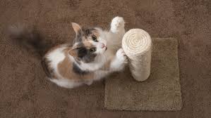 If your cat has a nasty habit of some cities in the united states have banned declawing. Declawing Cats Far Worse Than A Manicure The Humane Society Of The United States