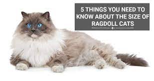 5 Things You Need To Know About Ragdoll Cat Size