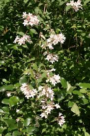 Image result for Kolkwitzia