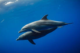 Browse 41,340 dolphin stock photos and images available, or search for dolphin jumping or dolphin isolated to find more great stock photos and pictures. The Marine Mammal Center Common Bottlenose Dolphin