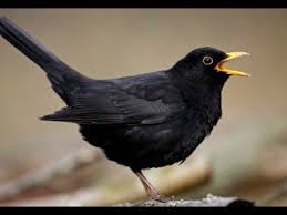 Bird Sounds Birds Singing Garden Black Birds Chirping And Singing Beautiful Bird Sounds And Natural Bird Song Youtube Black Bird Beautiful Birds Bird Photography