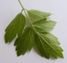 Check spelling or type a new query. Clematis Montana Clematis Vitalba Baumkunde Forum