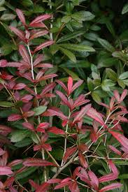 Image result for Berberis julianae