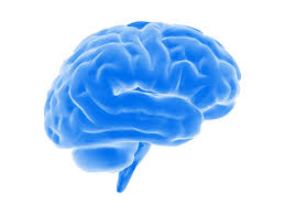 Blue Brain Png Image Background Png Arts Our database contains over 16 million of free png images. blue brain png image background png arts