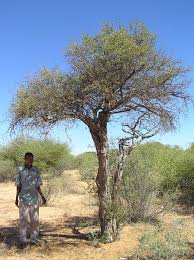 Image result for Boscia albitrunca