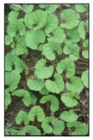 Image result for Merremia emarginata