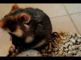 Choose from 9 pictures in our black bellied hamster collection for your wall art or photo gift. European Hamster Alchetron The Free Social Encyclopedia