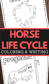 free educational printable on the horse life cycle