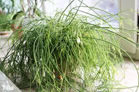 Die meisten rhipsalis arten stammen aus den östlichen regenwäldern brasiliens. Ist Der Korallenkaktus Giftig Hinweise Fur Rhipsalis Cassutha Talu De