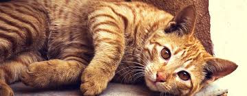 Wurmbefall Bei Katzen Erkennen Und Behandeln Katzen De