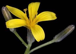 Image result for Crepis