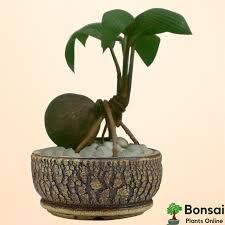 Buy Coconut Bonsai Tree Bonsai Plants Online