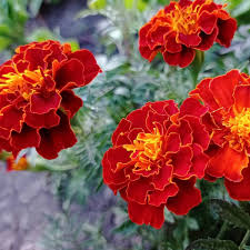 Image result for Tagetes patula