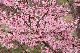 We did not find results for: Okame Flowering Cherry Prunus X Incam Okame Stock Photo Picture And Royalty Free Image Image 96099214