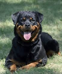 Image result for Rotala gossweileri