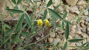 Image result for Argyrolobium fischeri