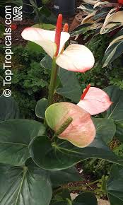 Image result for Anthurium andraeanum