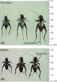Morphological Variation In Gryllus Pennsylvanicus And G Firmus Download Scientific Diagram