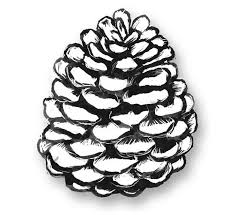Page 5 colouring pages free coloring pine cone drawing pinecone tattoo arts and crafts paper crafts fall crafts simple line drawings wood burning patterns. Pin On Pyrography Ideas