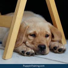 How Can I Adopt A Retired Service Dog Or Failed Guide Dog Puppy In Training