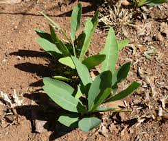 Image result for Dichapetalum madagascariense
