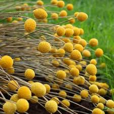 Maybe you would like to learn more about one of these? Craspedia Seeds Craspedia Globosa Billy Button Drumstick Flower Seed