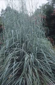 Image result for Andropogon lima