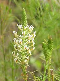 Image result for Hebenstretia angolensis