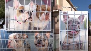 Maurice a one year old french bulldog, trained by got k9 a las vegas dog training company. All But 16 Dogs Rescued From House Fire Returned To Owners Ksnv