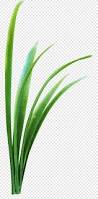 Image result for Microchloa