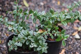 Image result for Berberis julianae