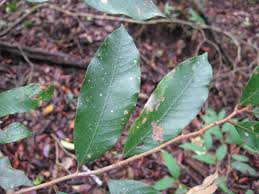 Image result for Parinari excelsa