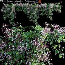 Image result for Jasminum bakeri
