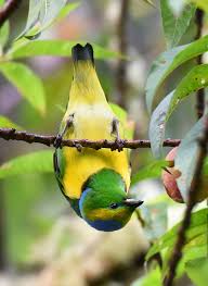 List Birds That Start With B Golden Browed Chlorophonia Beautiful Birds Brows Quetzal