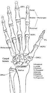 Google Image Result For Http Www Pncl Co Uk Belcher Images Hbones Gif Anatomy Bones Medical Anatomy Human Anatomy And Physiology