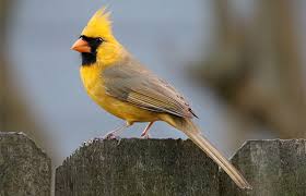 They also have free lessons about birds grouped by age level. Why Is This Northern Cardinal Yellow Audubon