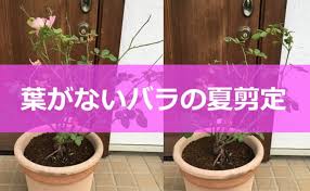バラの夏剪定 葉がない場合はどうするの バラを楽しむオトメンパパの栽培日記